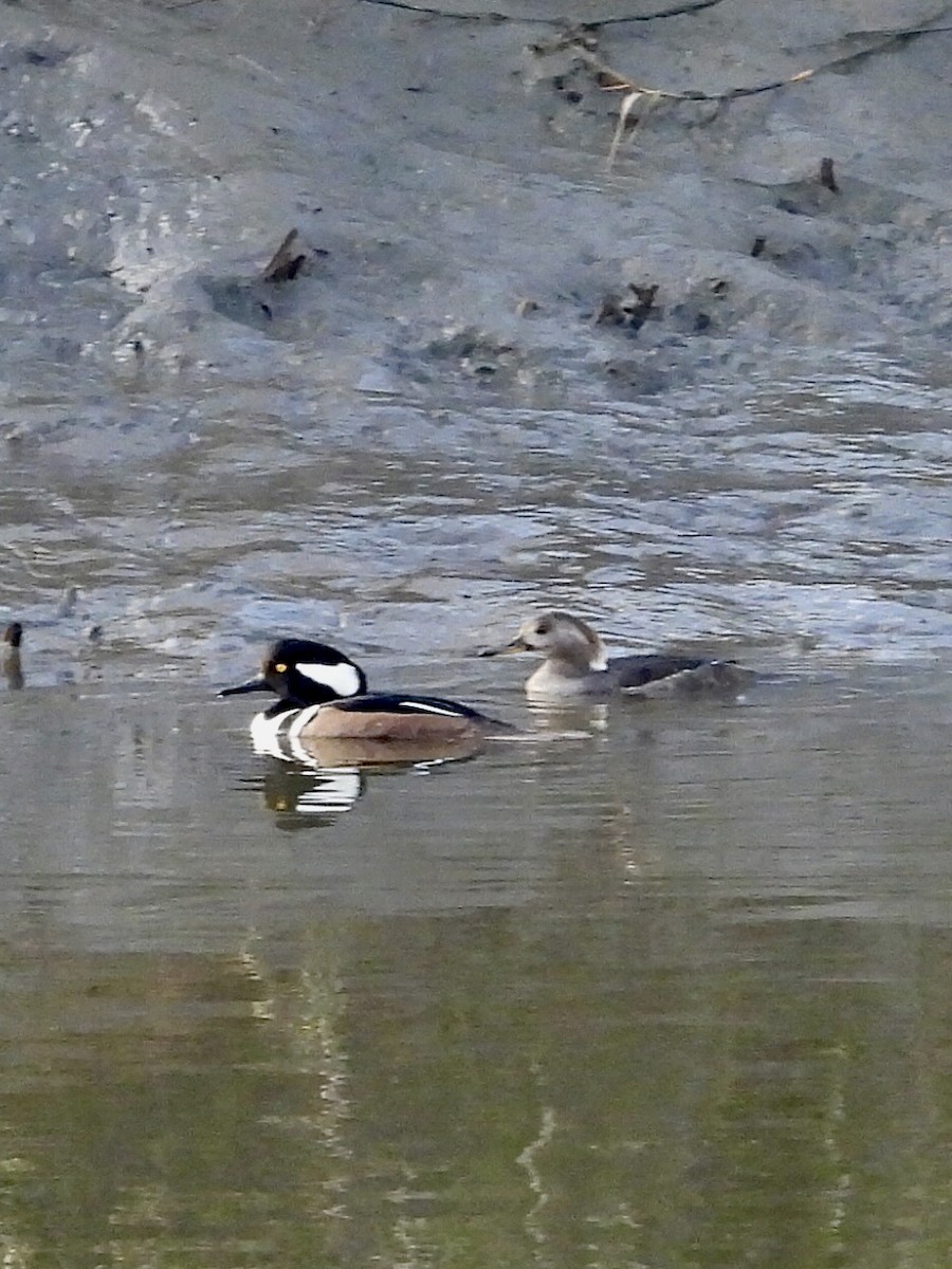 Kappensäger - ML647431374