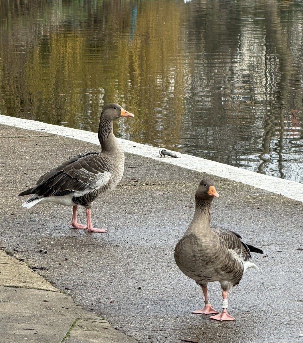 Boz Kaz - ML647431380