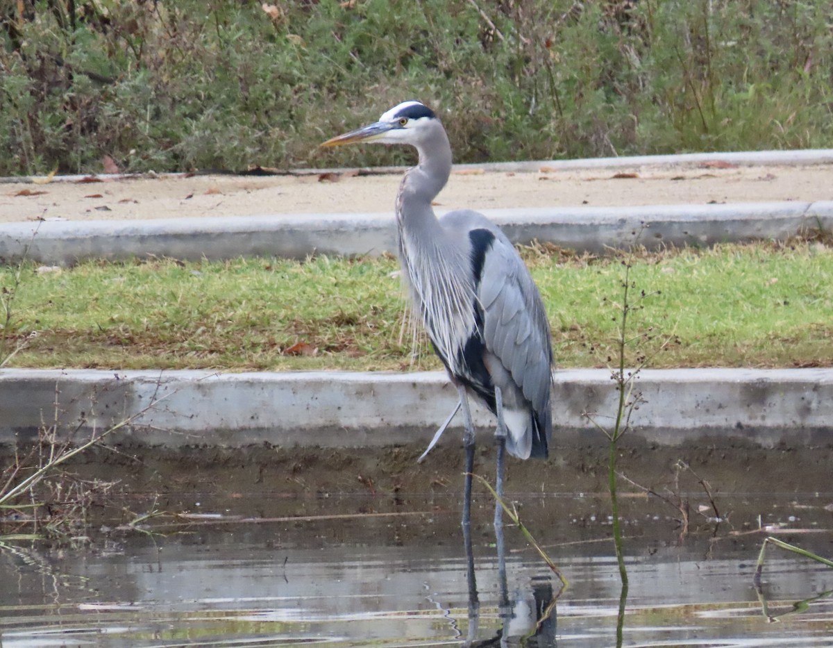 Great Blue Heron - ML647431382