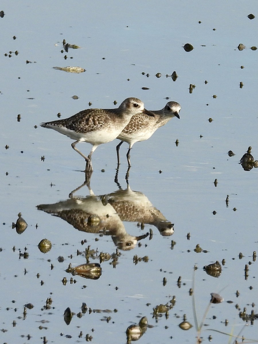 Kiebitzregenpfeifer - ML647431389