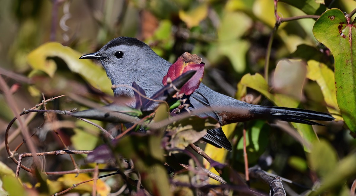 Gray Catbird - ML647431399