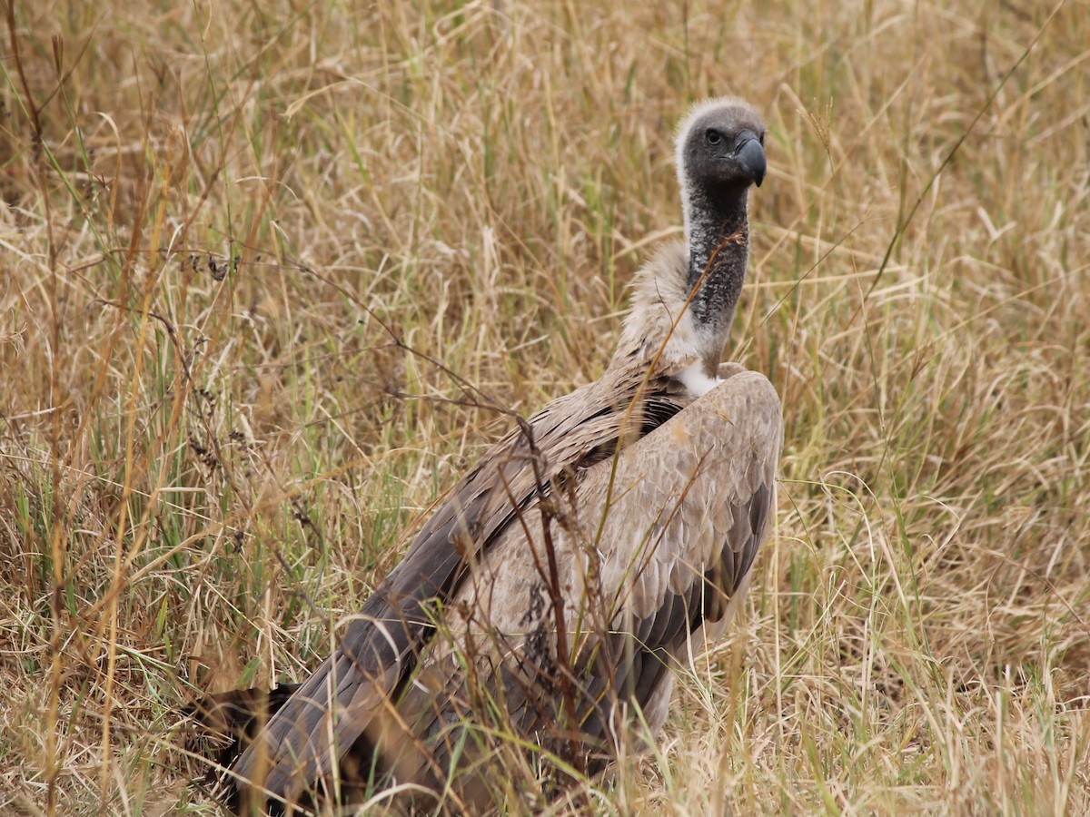 White-backed Vulture - ML647431454