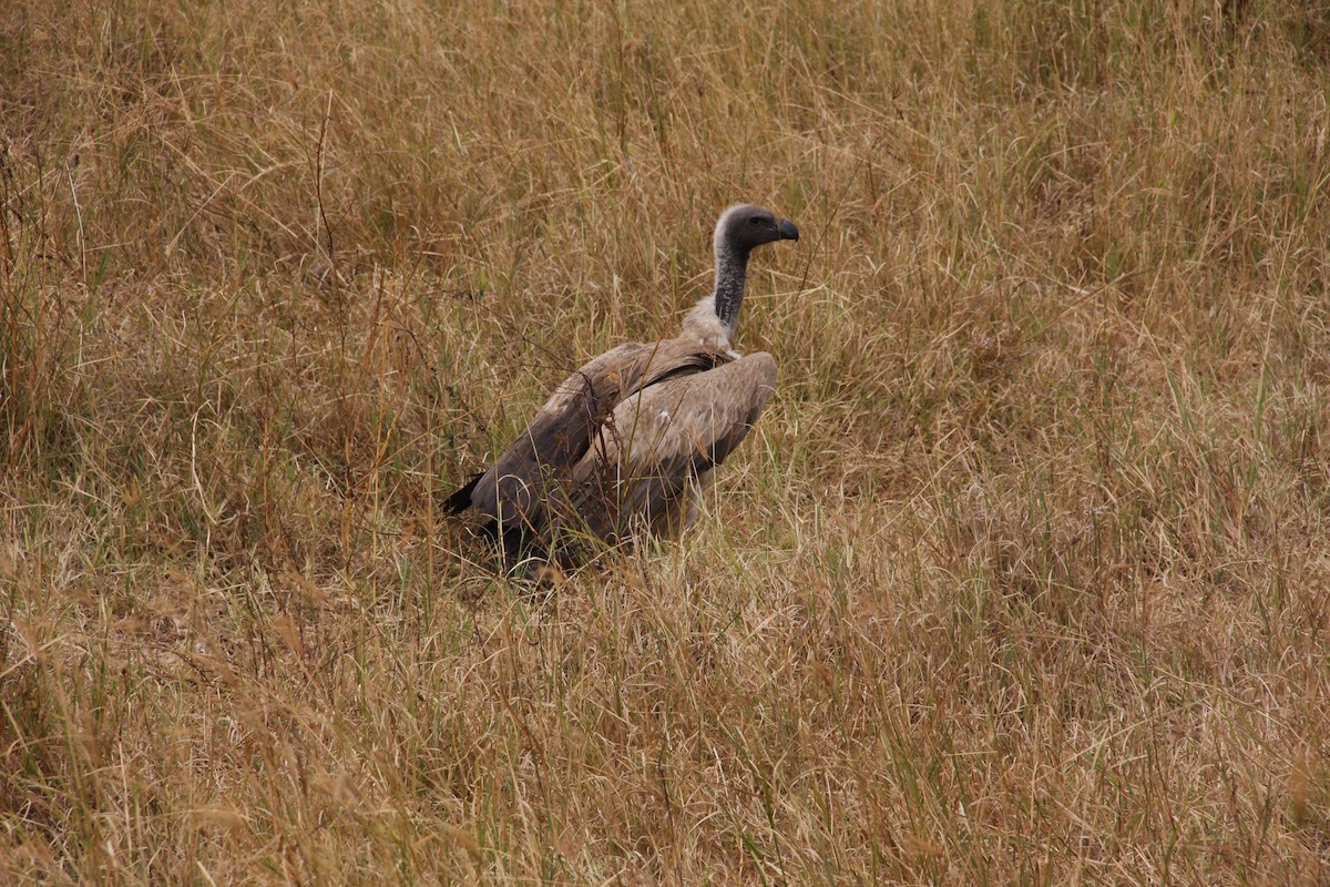 White-backed Vulture - ML647431455