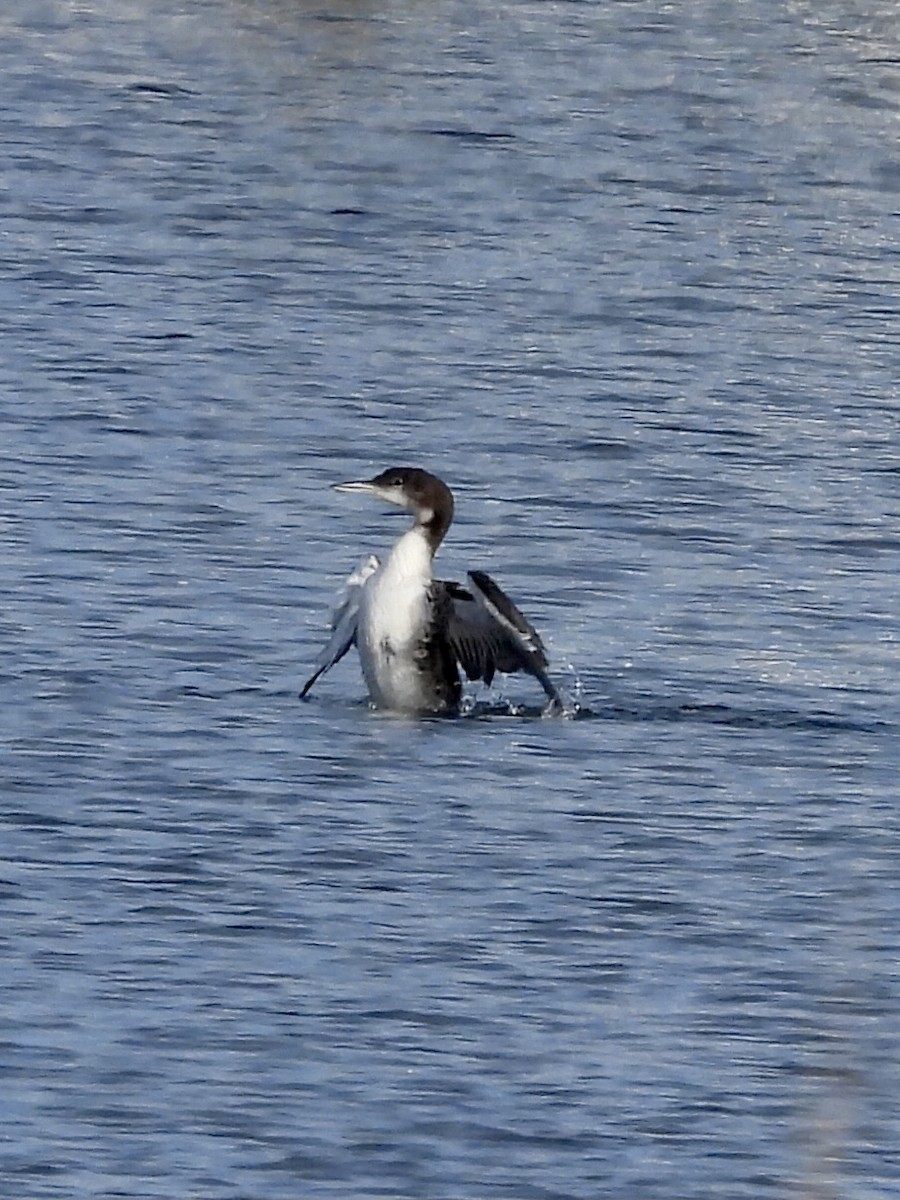Common Loon - ML647431460