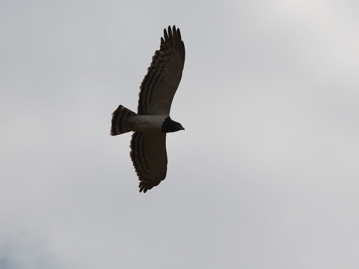 svartbrystslangeørn - ML647431468