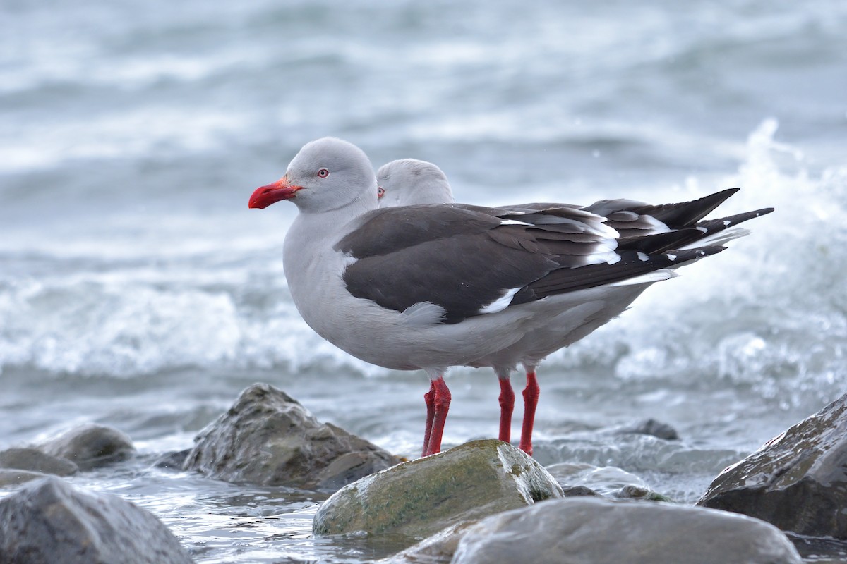 Goéland de Scoresby - ML647431478