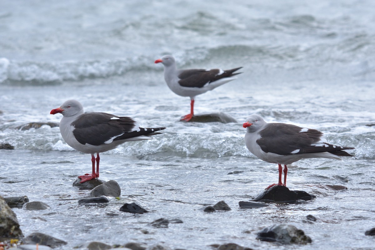 Goéland de Scoresby - ML647431479