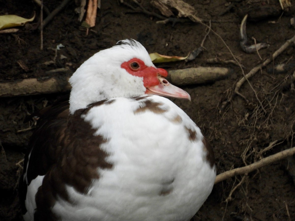 Pato Criollo (variedad doméstica) - ML647431498