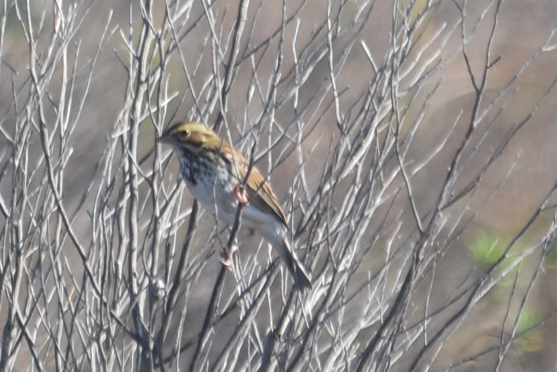 Bruant des prés - ML647431503