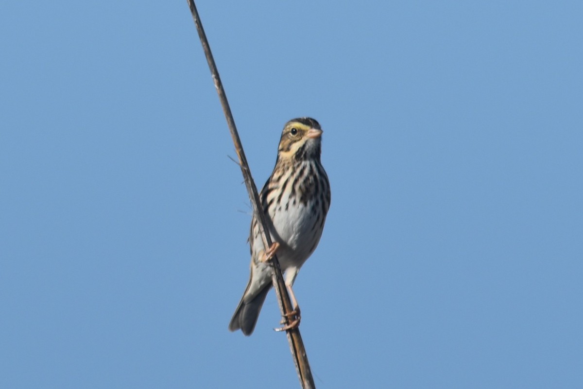 Bruant des prés - ML647431504