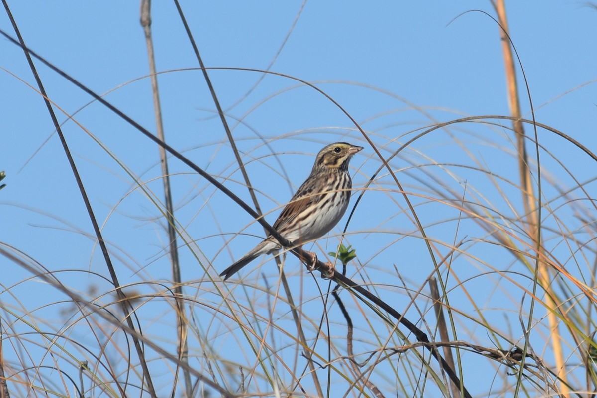 Bruant des prés - ML647431505