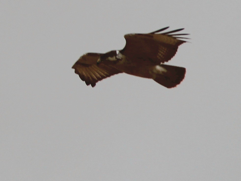 Augur Buzzard - ML647431510