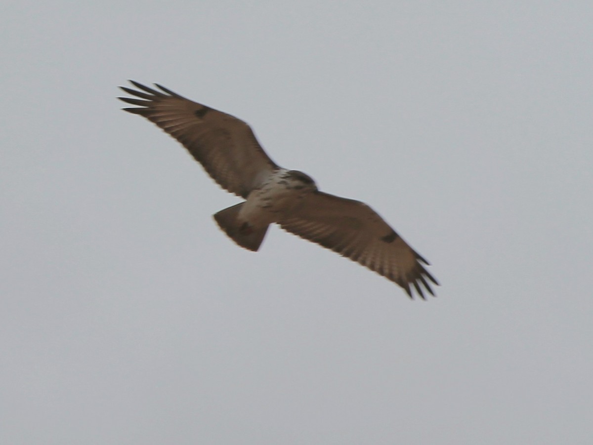 Augur Buzzard - ML647431511