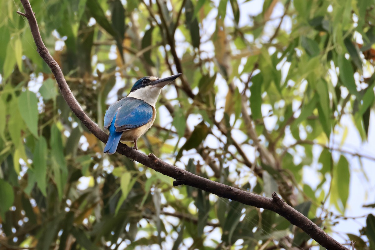 Götzenliest - ML647431514