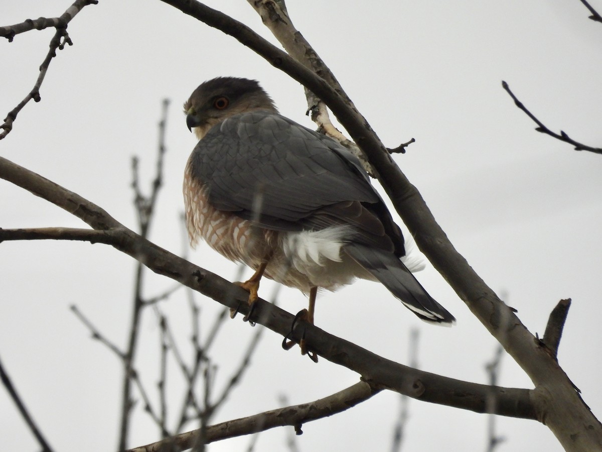 Gavilán de Cooper - ML647431521