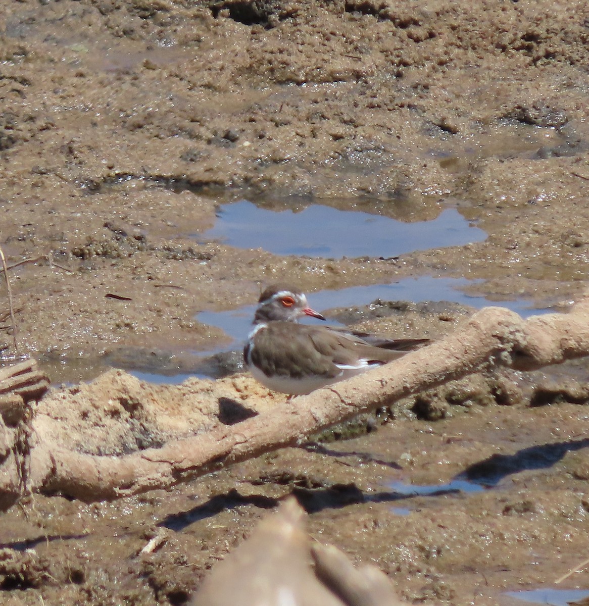 Three-banded Plover - ML647431523