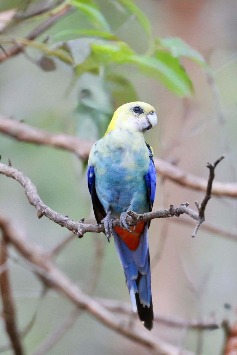 Blasskopfsittich - ML647431529