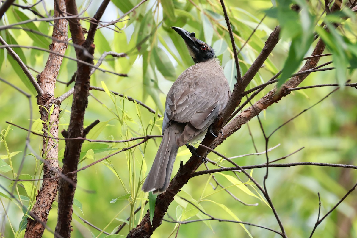 Lärmlederkopf - ML647431534