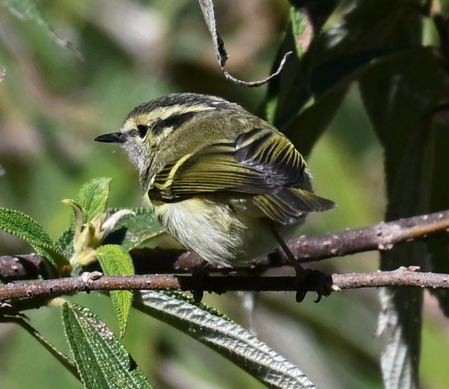 Lemon-rumped Warbler - ML647431537
