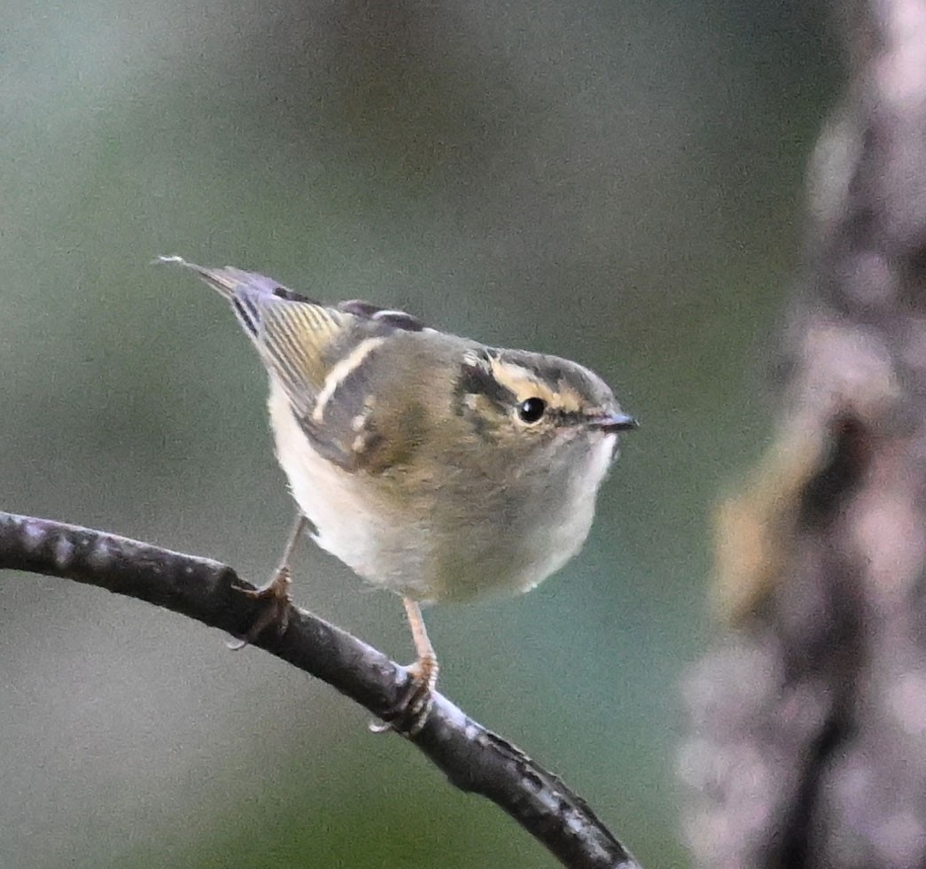 Lemon-rumped Warbler - ML647431538