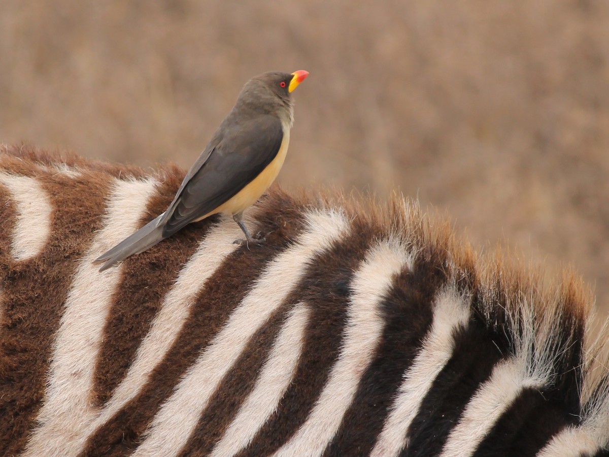 Sarı Gagalı Kenekuşu - ML647431545