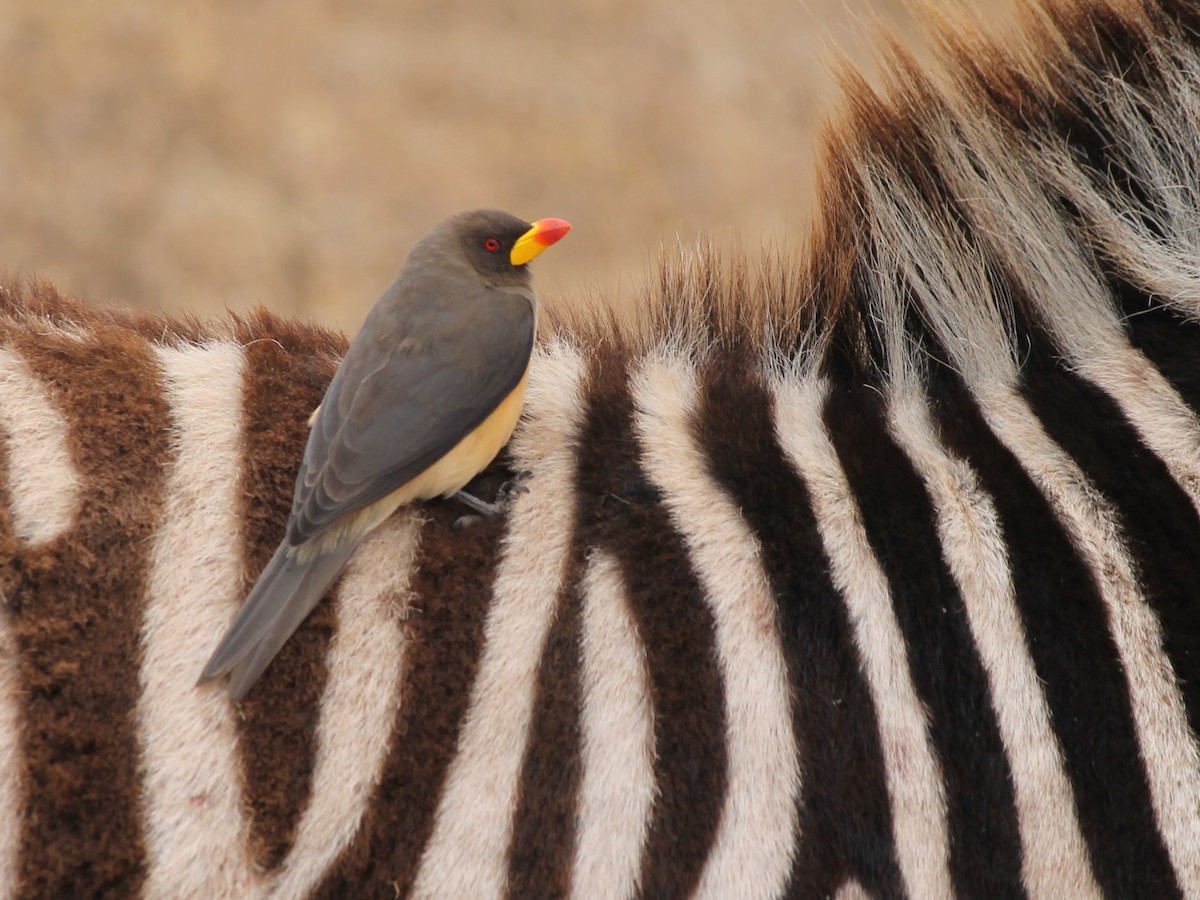 Sarı Gagalı Kenekuşu - ML647431546