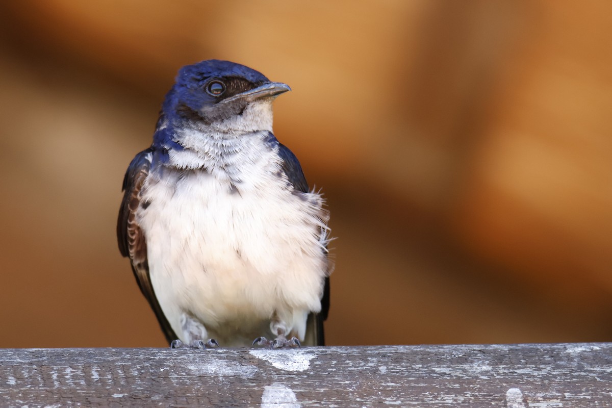 Gray-breasted Martin - ML647431558