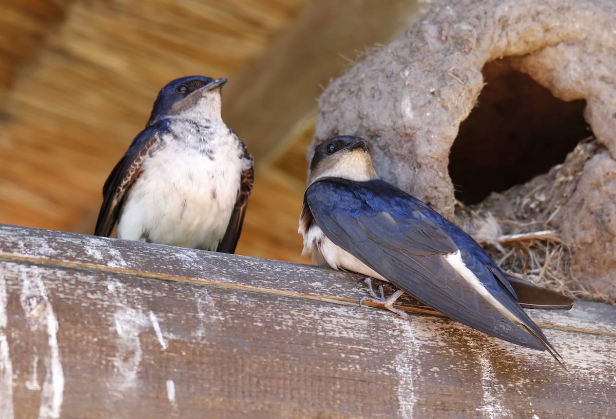 Gray-breasted Martin - ML647431559