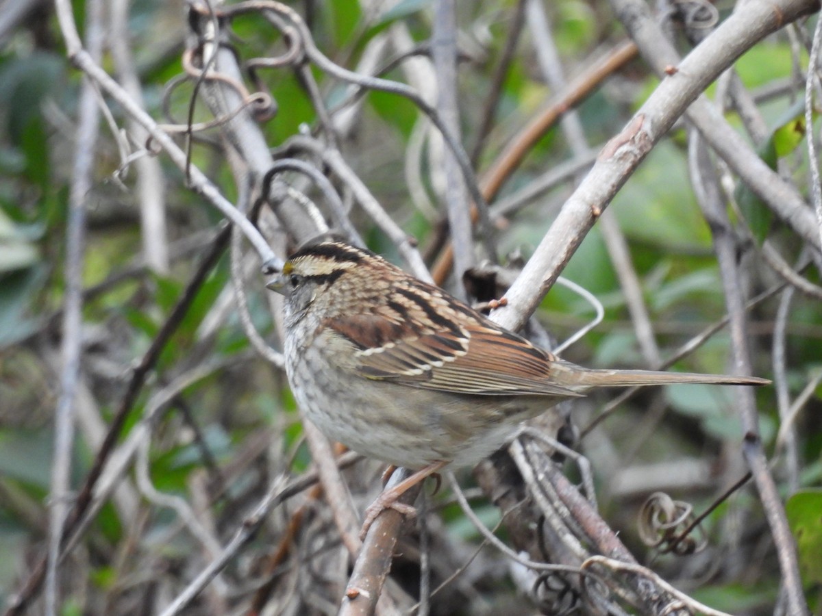 Chingolo Gorjiblanco - ML647431564