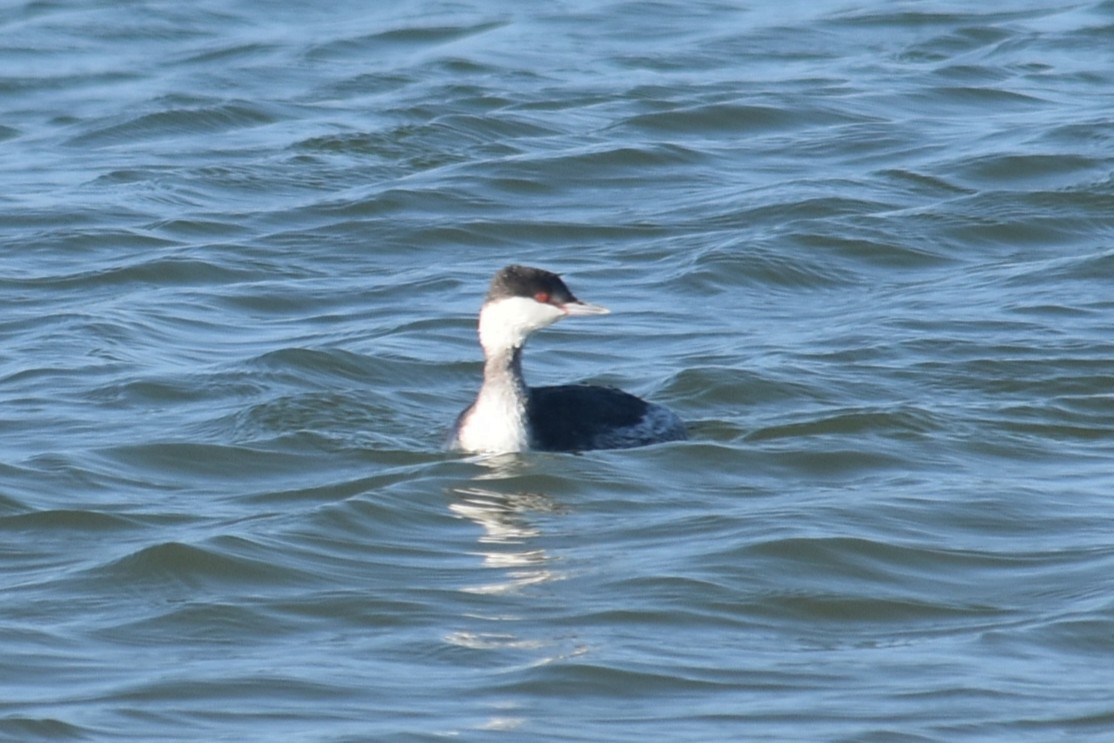 Grèbe esclavon - ML647431570