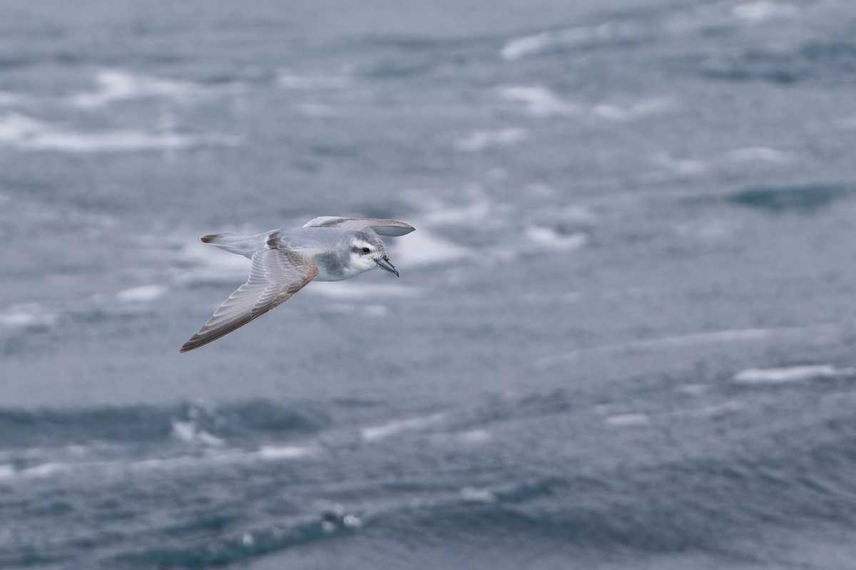 Prioi antartikoa - ML647431582