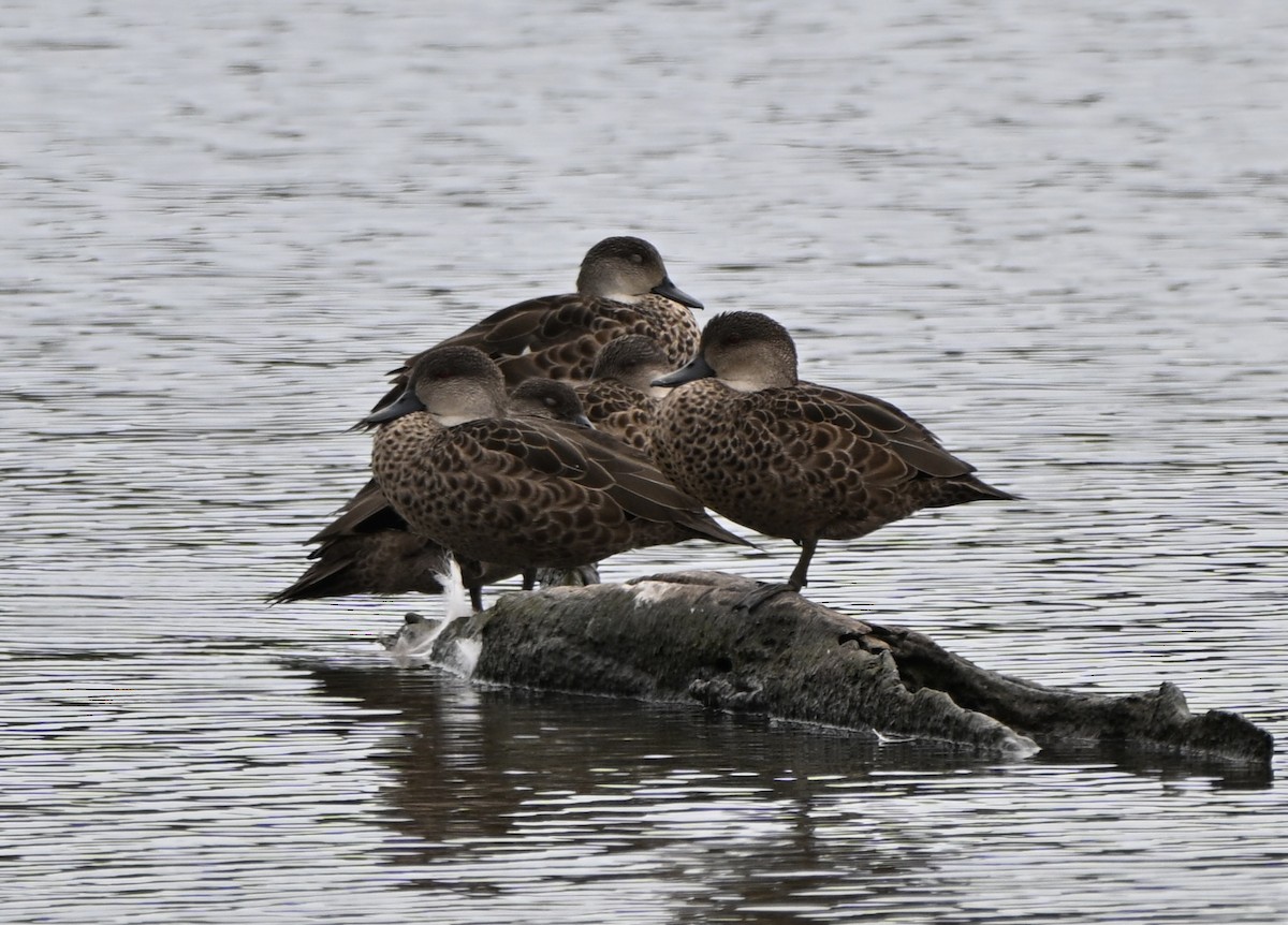 Gray Teal - ML647431595