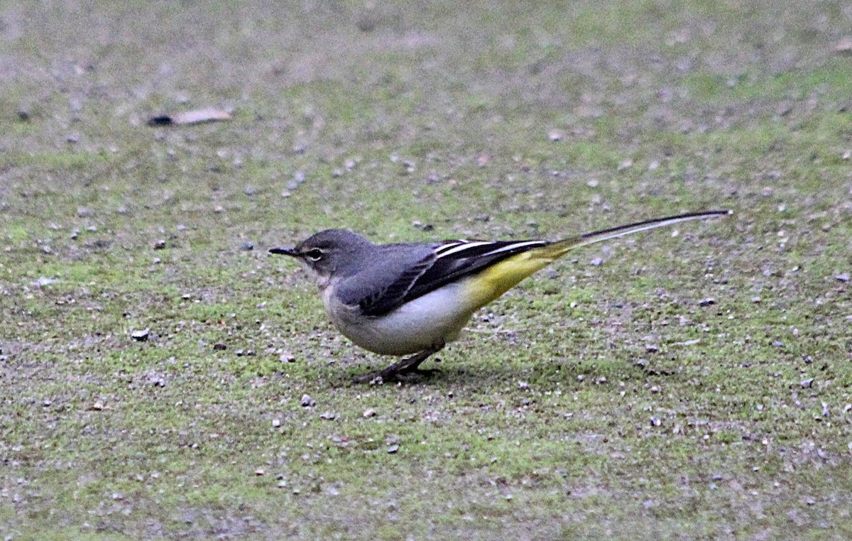 konipas horský - ML647431612