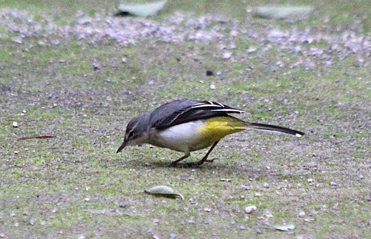 konipas horský - ML647431617