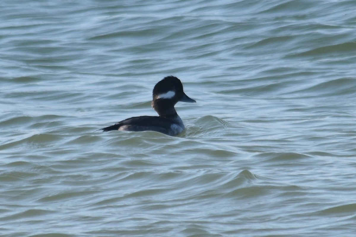 Petit Garrot - ML647431621