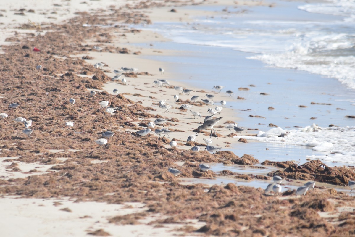 Bécasseau sanderling - ML647431629