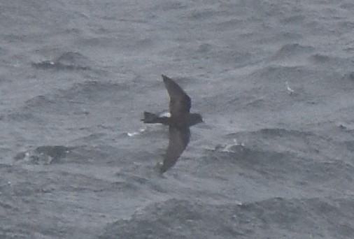 Buntfuß-Sturmschwalbe - ML647431630