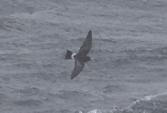 Buntfuß-Sturmschwalbe - ML647431631