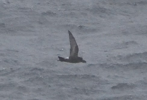 Buntfuß-Sturmschwalbe - ML647431632