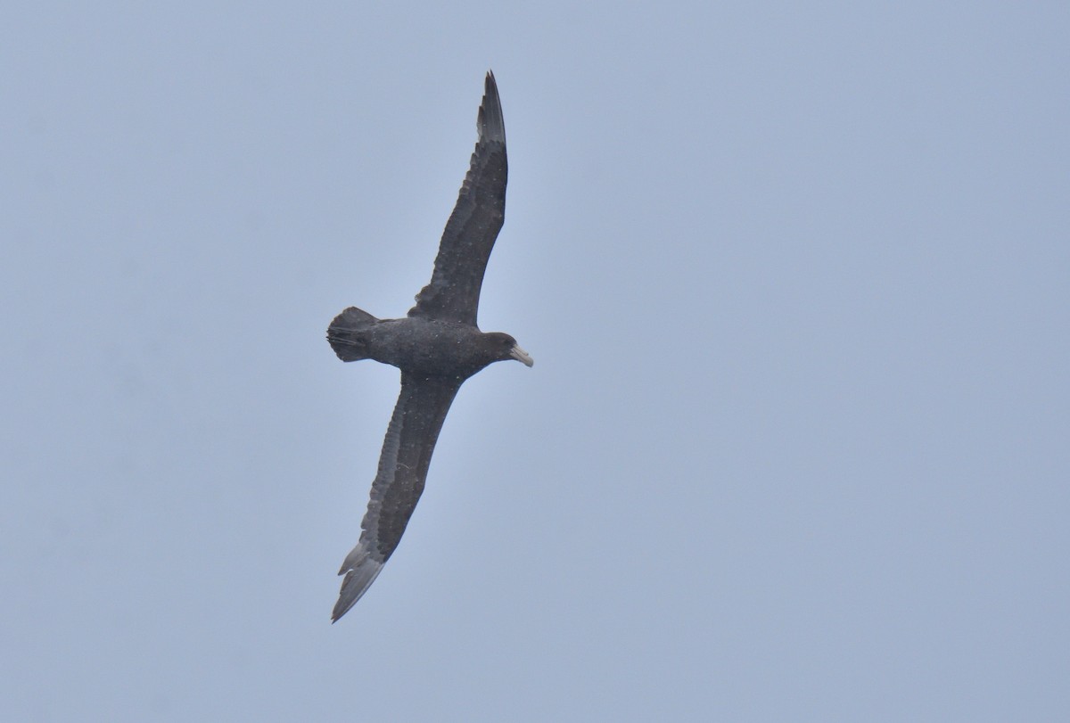 Riesensturmvogel - ML647431634