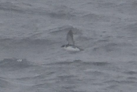 Magellan-Lummensturmvogel - ML647431636