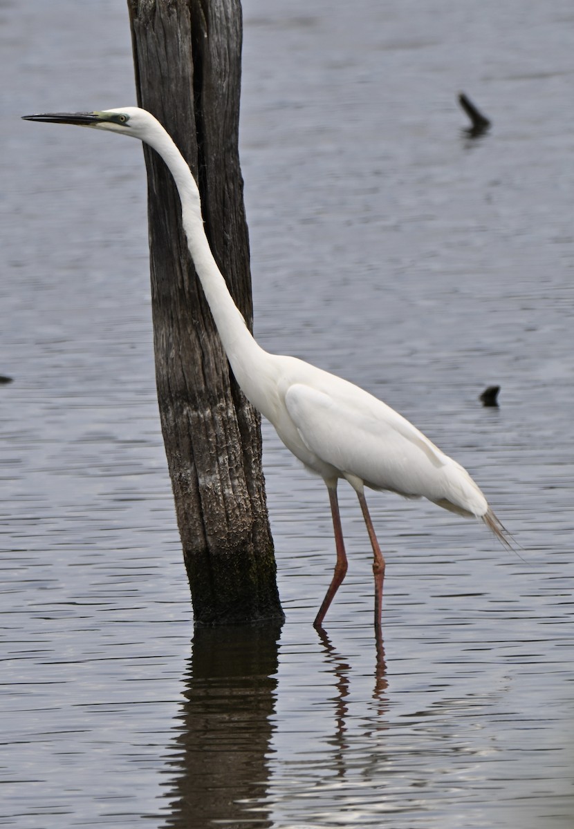 volavka bílá - ML647431650