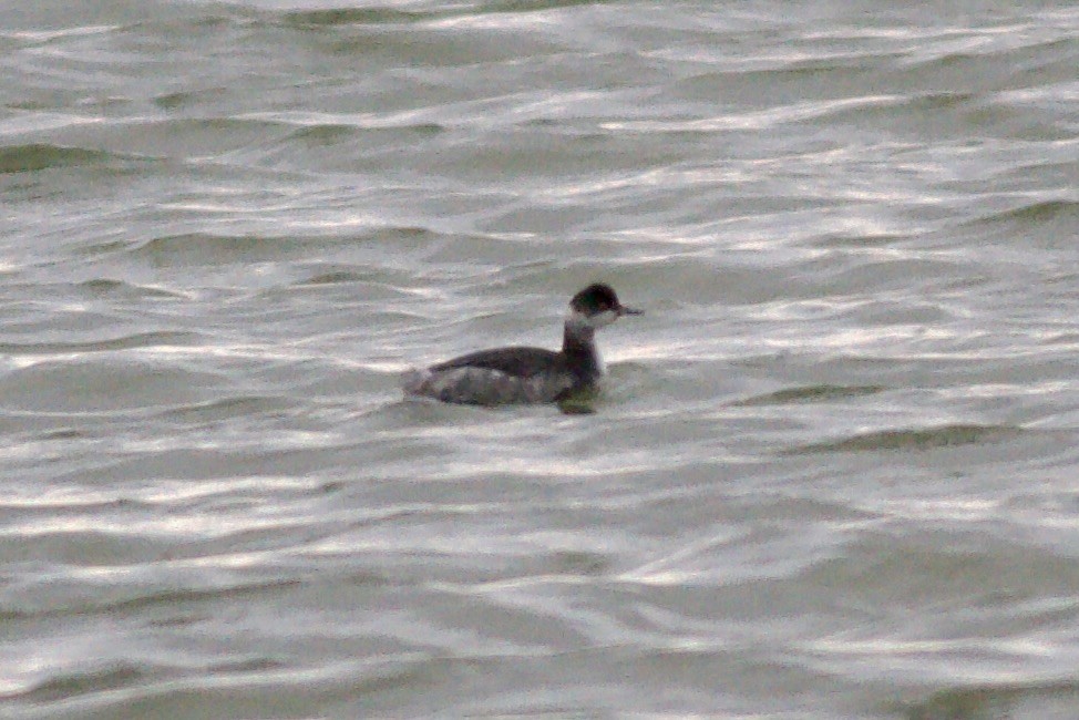 potápka černokrká - ML647431657