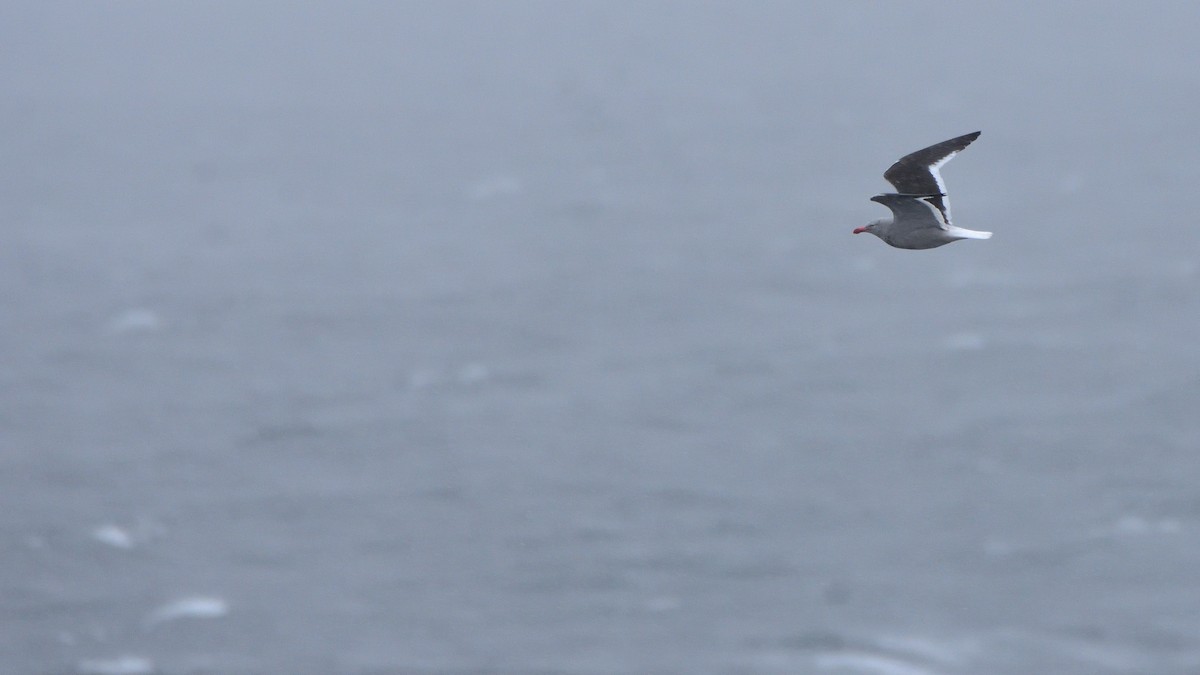 Blutschnabelmöwe - ML647431669