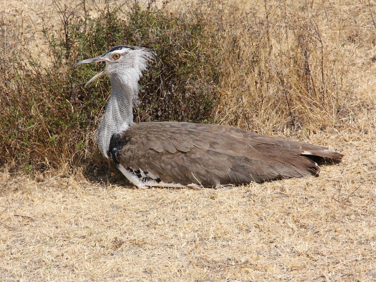 Kori Bustard - ML647431670
