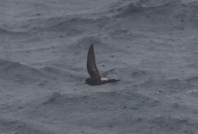 Buntfuß-Sturmschwalbe - ML647431672