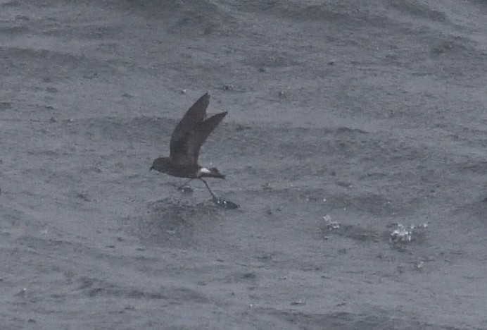 Buntfuß-Sturmschwalbe - ML647431673