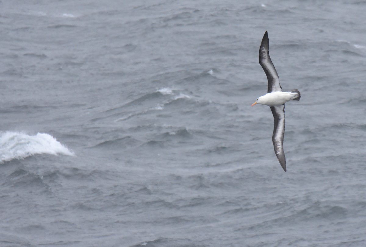 Schwarzbrauenalbatros (melanophris) - ML647431676