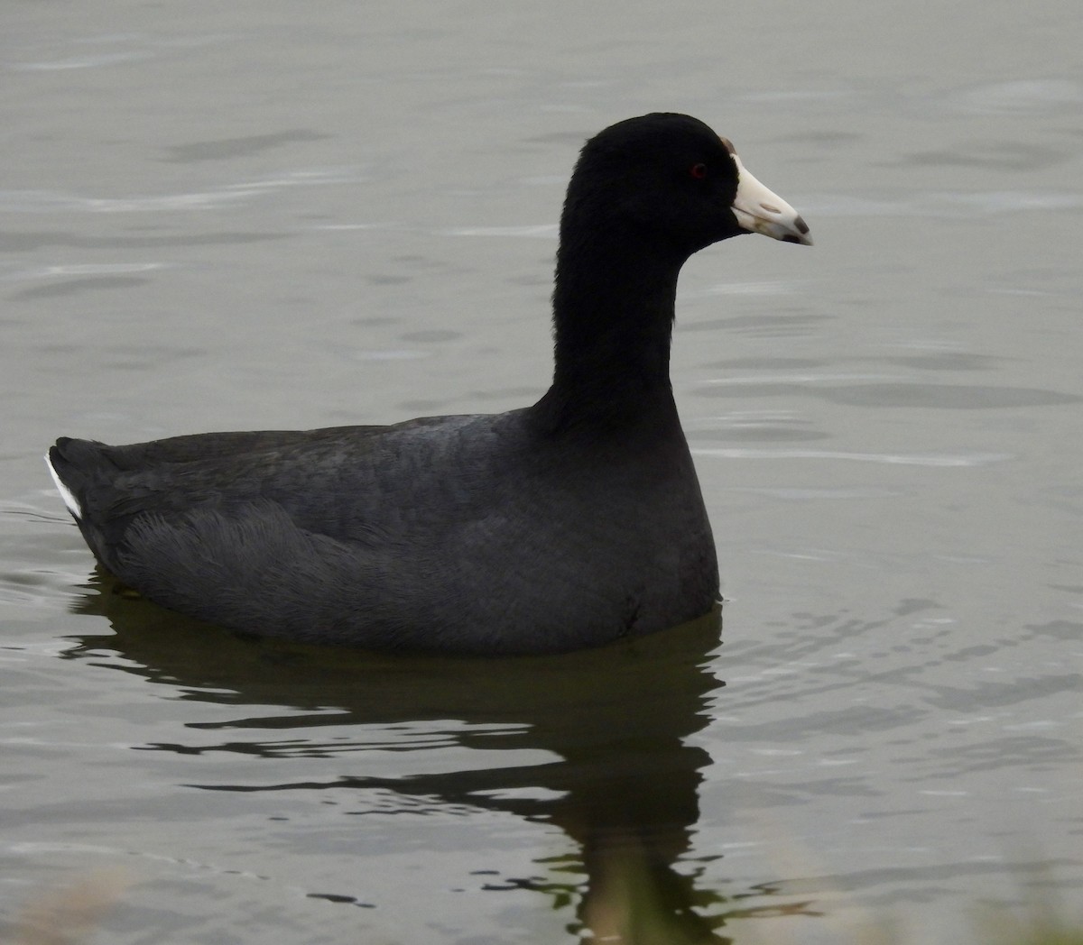 Focha Americana - ML647431686