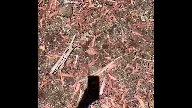 White-winged Triller - ML647431688